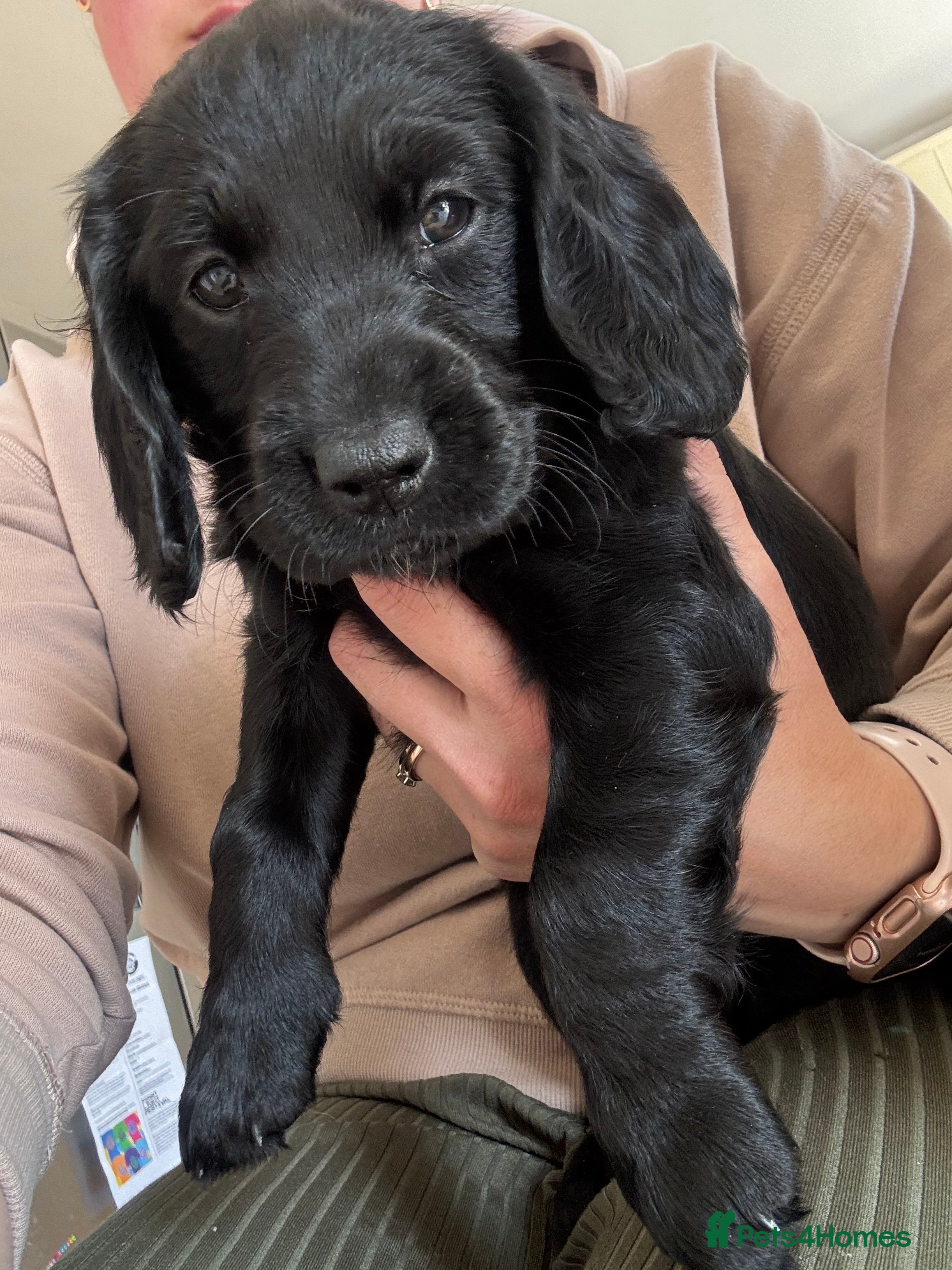 Mixed Breed dogs 2 girls, 1 boy. Springador puppies  - Advert 10