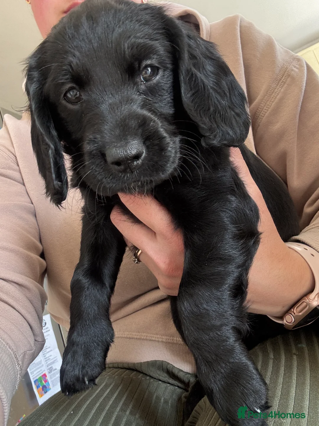 Mixed Breed dogs for sale: 2 girls, 1 boy. Springador puppies  - Advert 1