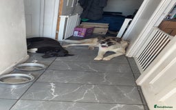 Akita dogs for sale: American Akita for adoption - Image 8