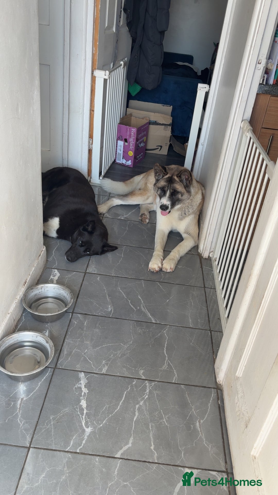 Akita dogs for sale: American Akita for adoption - Image 8