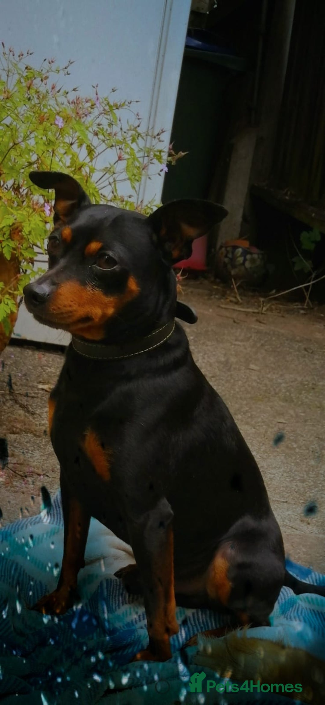 Miniature Pinscher dogs for stud: Male mini pinscher available for stud - Image 2