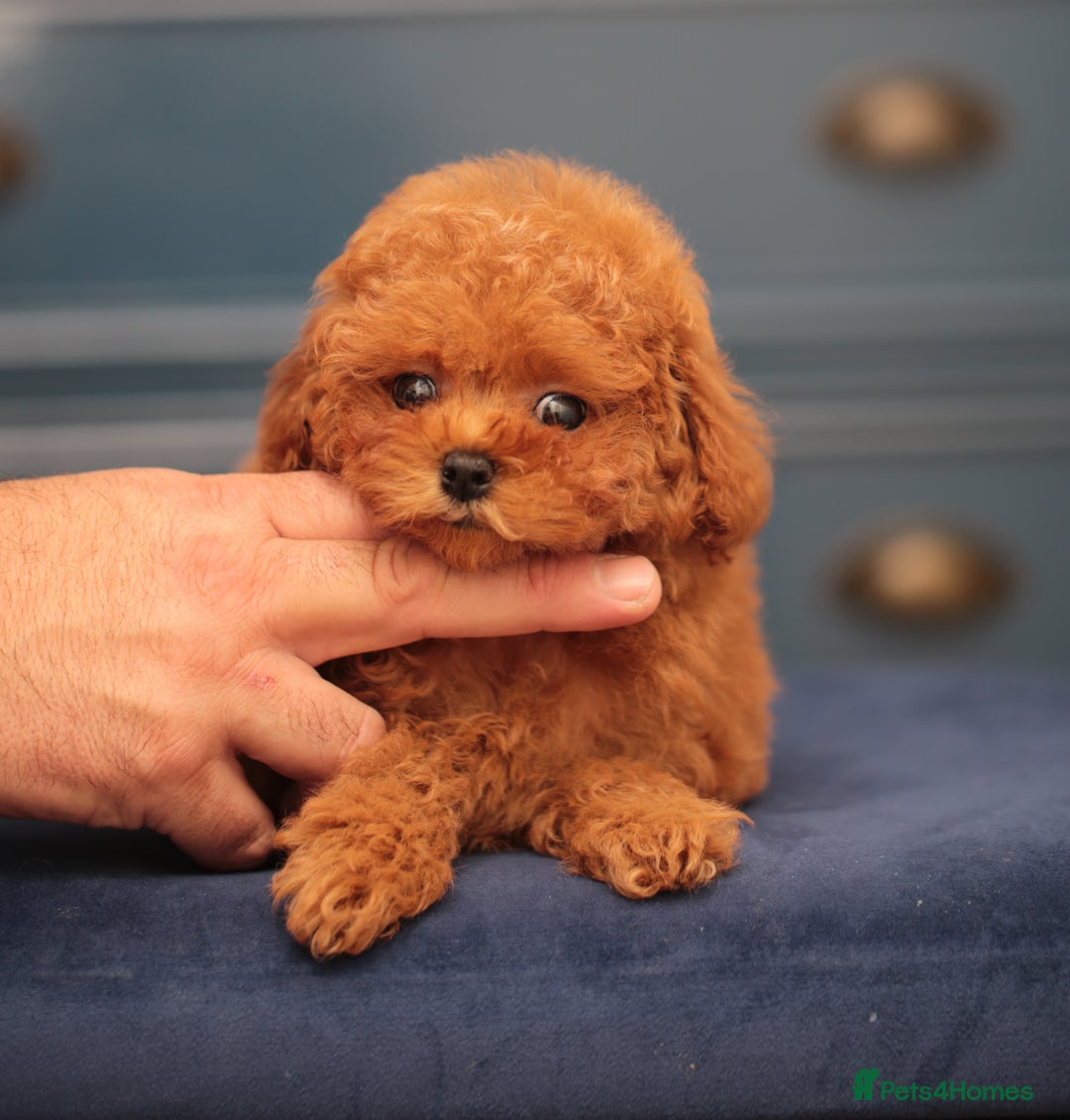 Toy Poodle dogs for sale: ASIAN TOY POODLE PUPPIES - Image 11