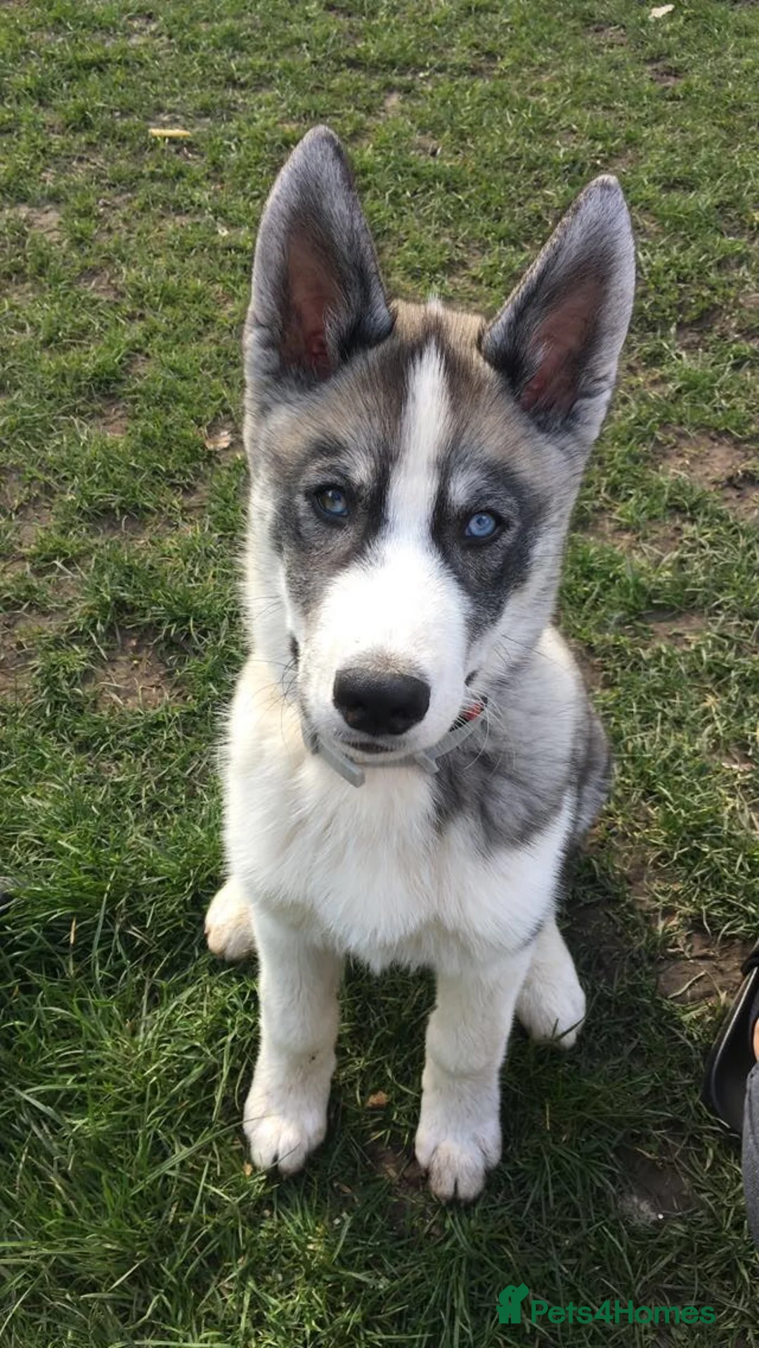 Siberian Husky dogs for stud: Pablo  in Birmingham - Advert 8