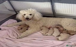 Standard Poodle dogs for sale: Stunning KC Standard Poodle Puppies for sale - Image 11