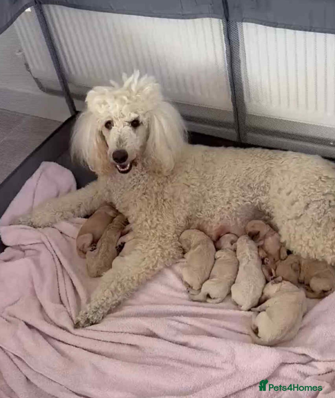 Standard Poodle dogs for sale: Stunning KC Standard Poodle Puppies for sale - Image 11