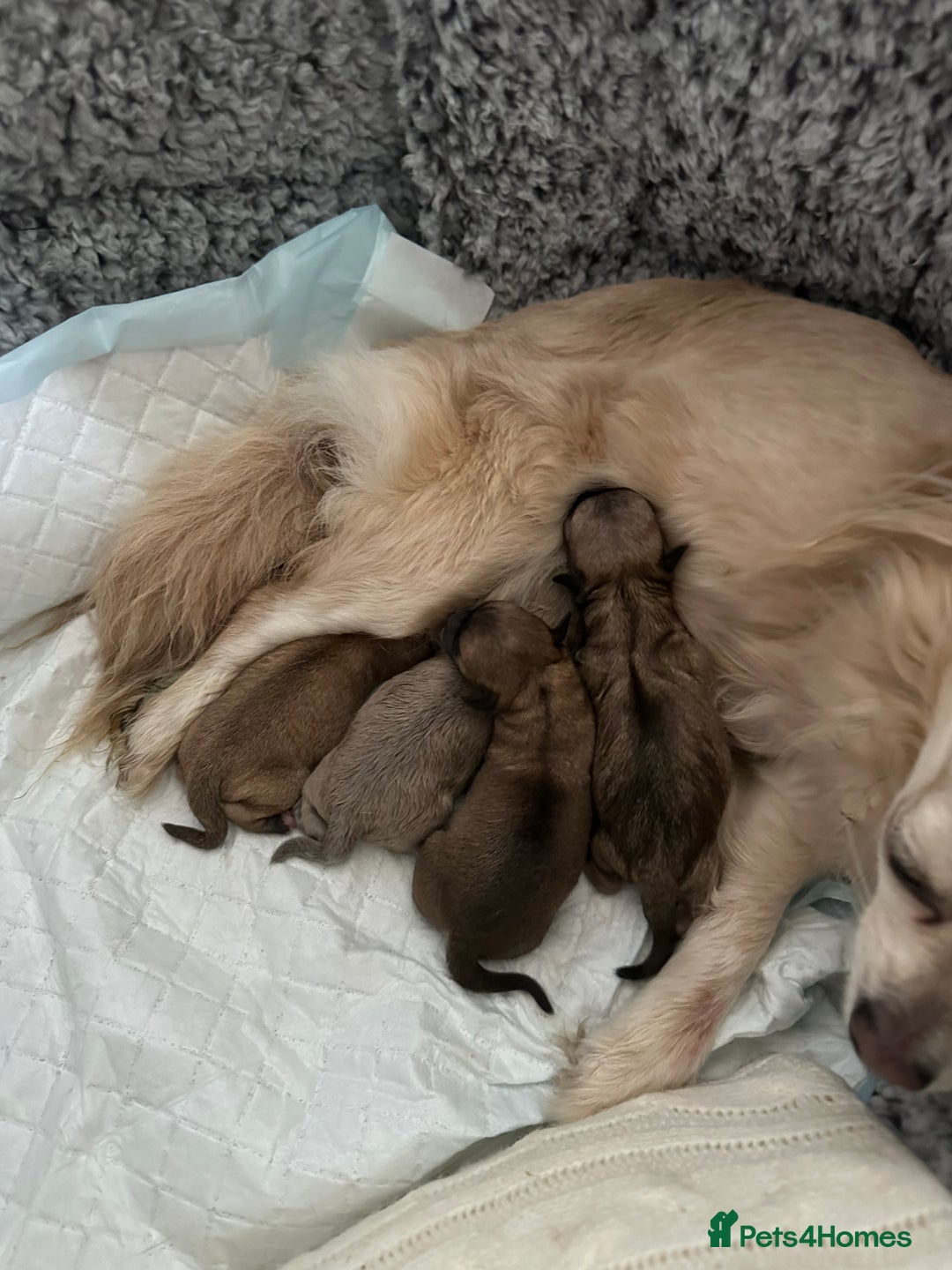 Chihuahua dogs for sale: Pure Chihuahua puppies  - Advert 4