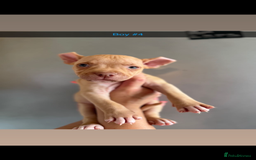 Mixed Breed dogs for sale: Staff x American bulldog - Image 4