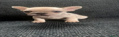 French Bulldog 2