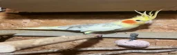 Cockatiels birds for sale: Beautiful Bonded Cockatiel Pair 🐦❤️ - Advert 3