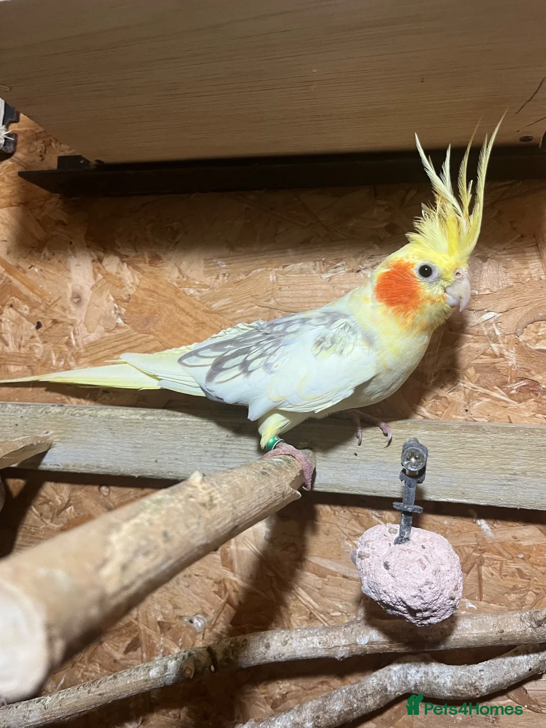 Cockatiels birds for sale: Beautiful Bonded Cockatiel Pair 🐦❤️ - Advert 3