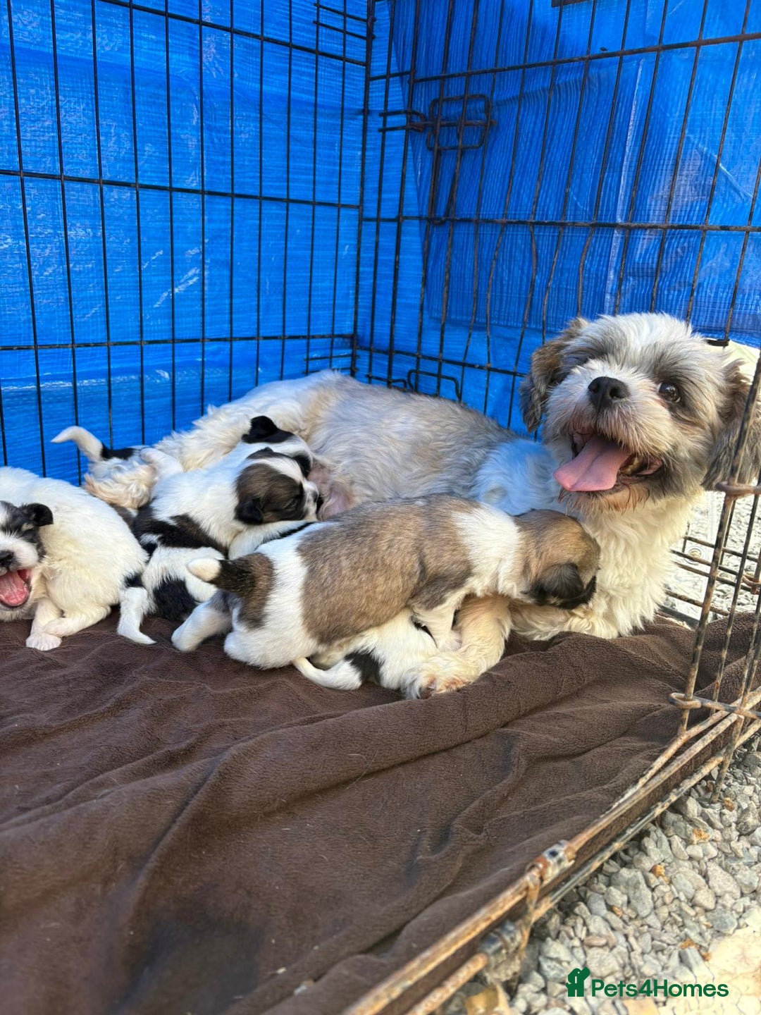 Lhasapoo dogs for sale: Lhasa Apso Puppies  - Image 2