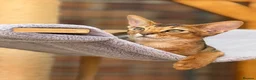 Abyssinian cats for sale: LAST BOY😻 - Advert 1