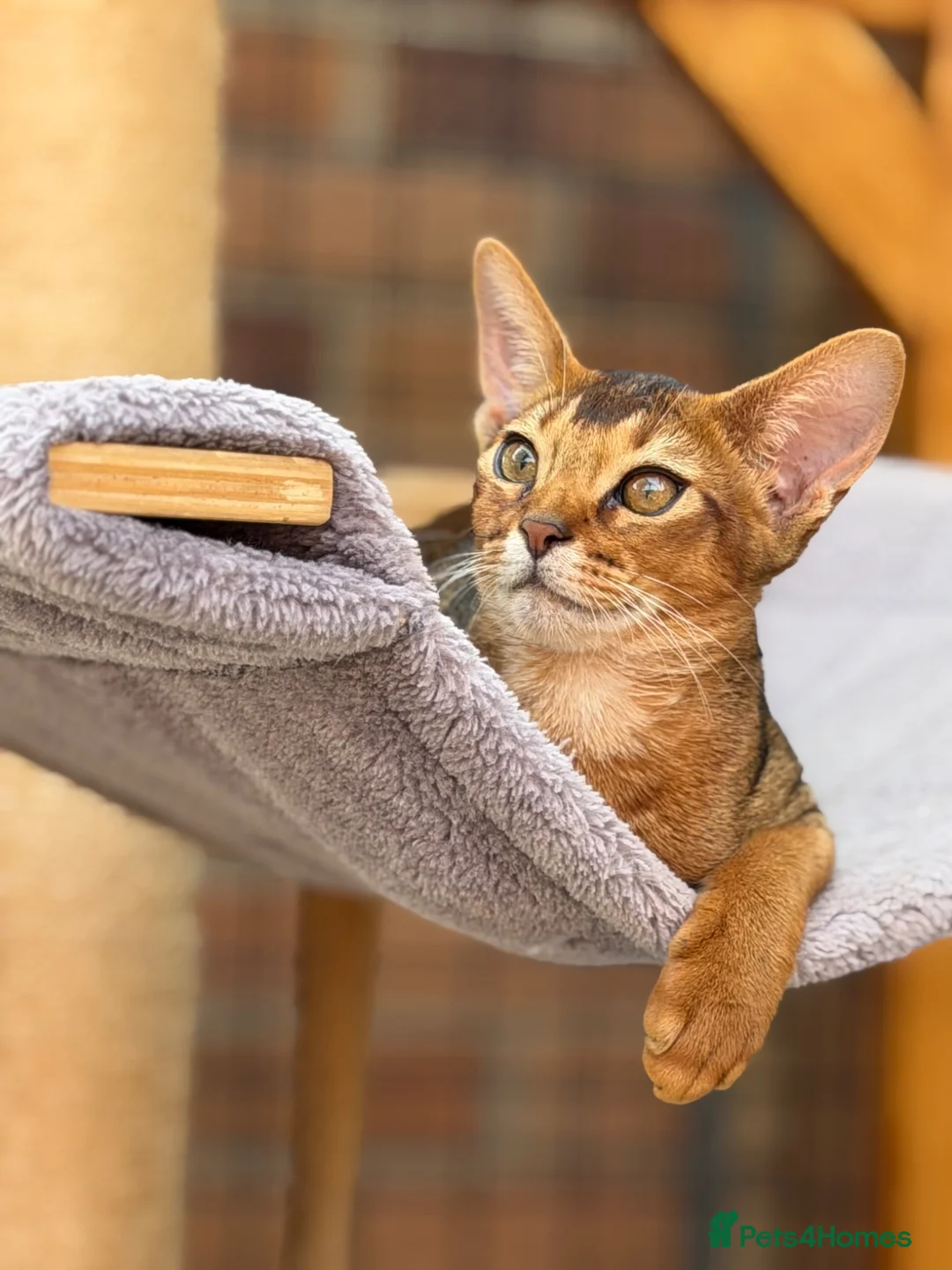 Abyssinian cats for sale: LAST BOY😻 - Advert 1