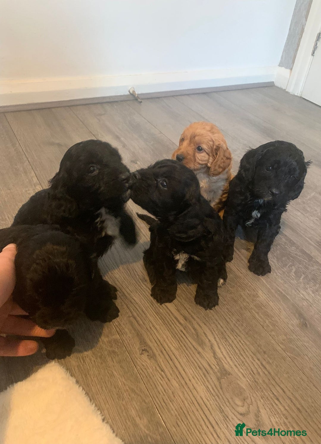 Cavapoo dogs F1 Cavapoo puppies  - Advert 8