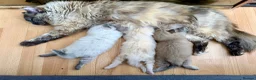 Ragdoll cats for sale: TICA registered cherubim ragdoll kittens - Advert 24