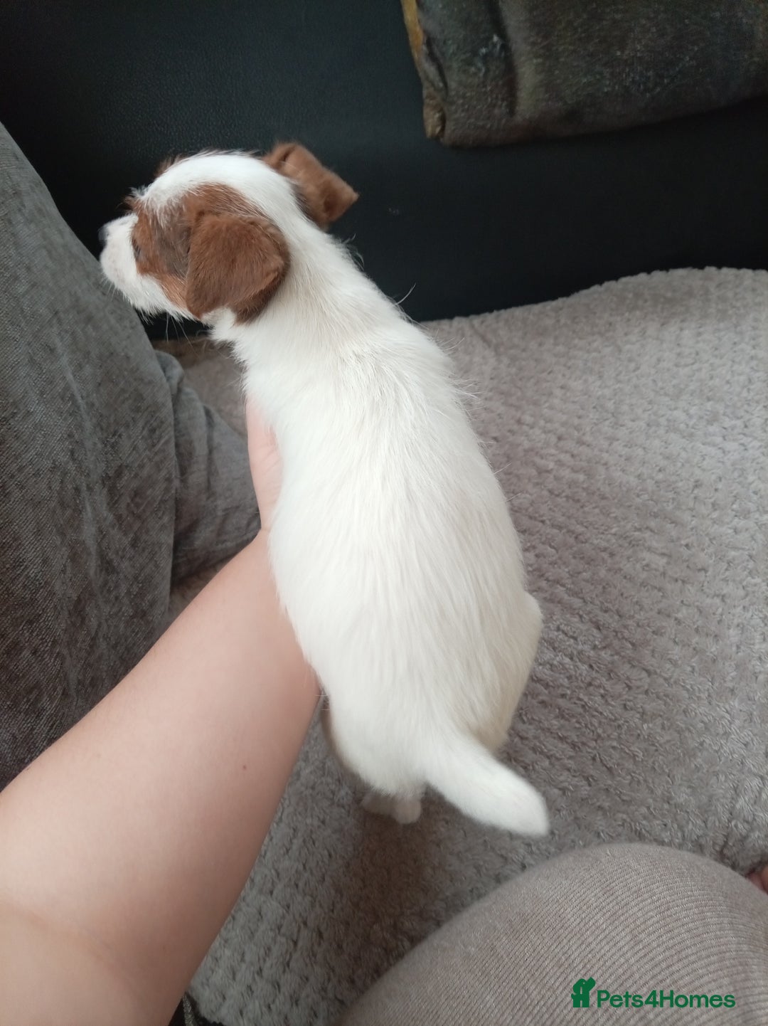 Mixed Breed dogs for sale: URGENT GIRL jack Russell puppy  - Advert 3