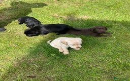 Springador dogs for sale: Springador Puppies - Image 14
