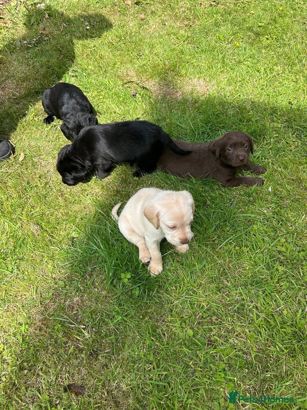 Springador dogs for sale: Springador Puppies - Image 14