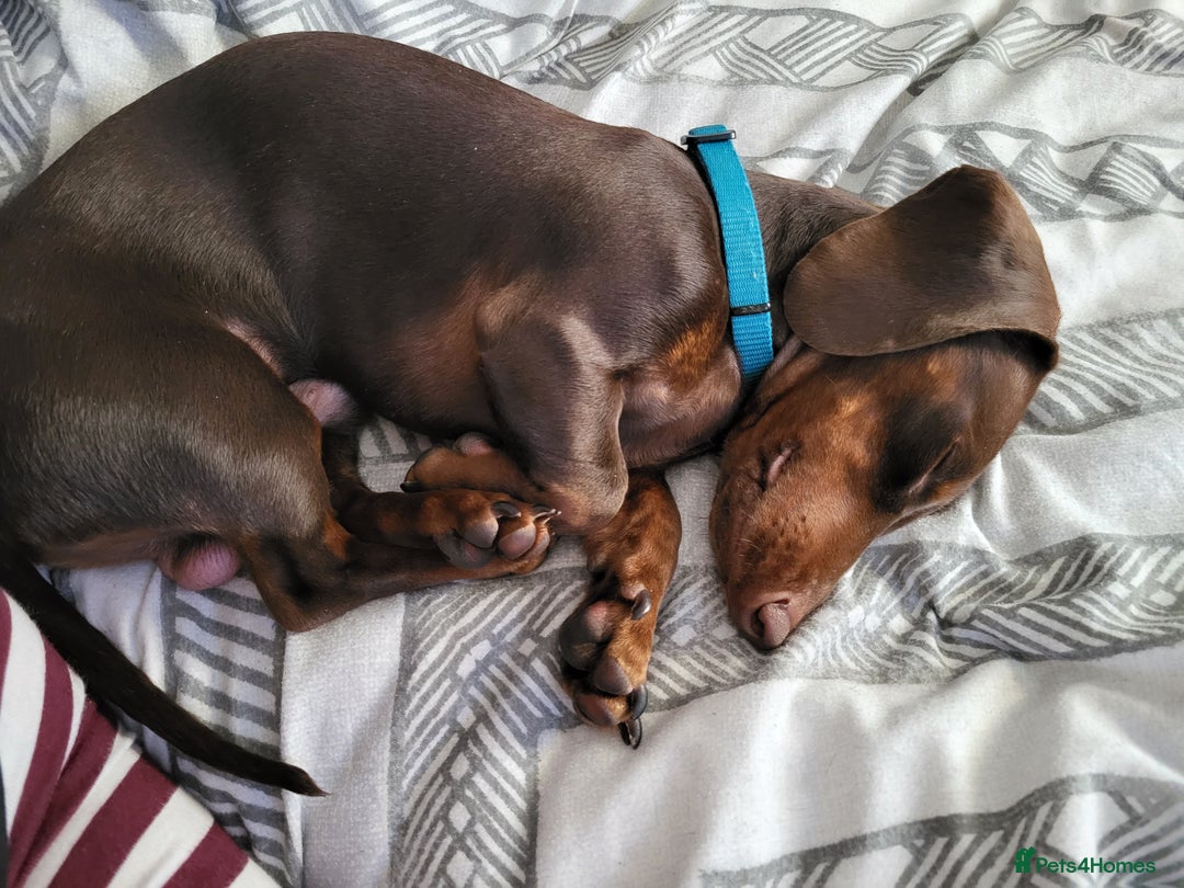 Miniature Dachshund dogs for stud: Miniature Dachshund STUD dog  - Advert 8