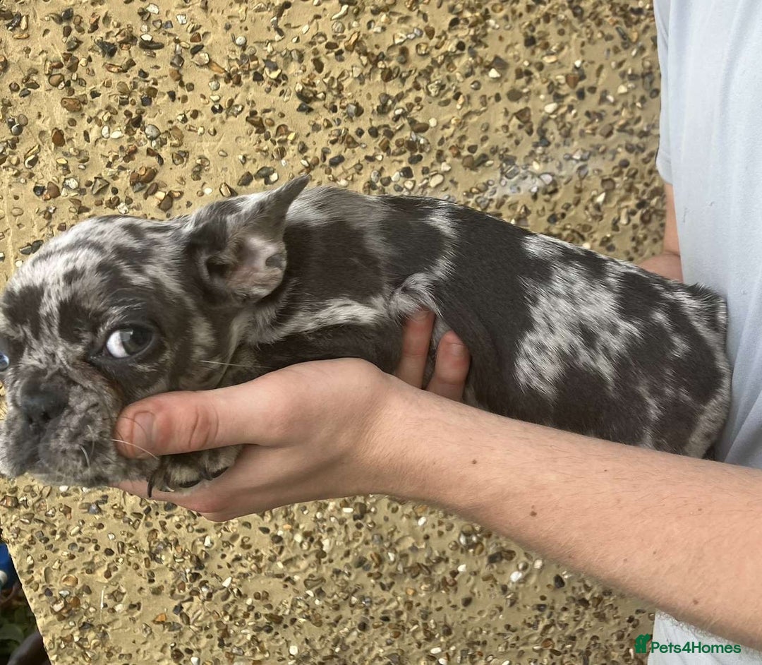 French Bulldog dogs for sale: Beautiful French bulldog puppies  - Image 11
