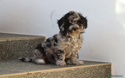 Poochon dogs for sale: F1 Poochon puppies For Sale  - Image 8