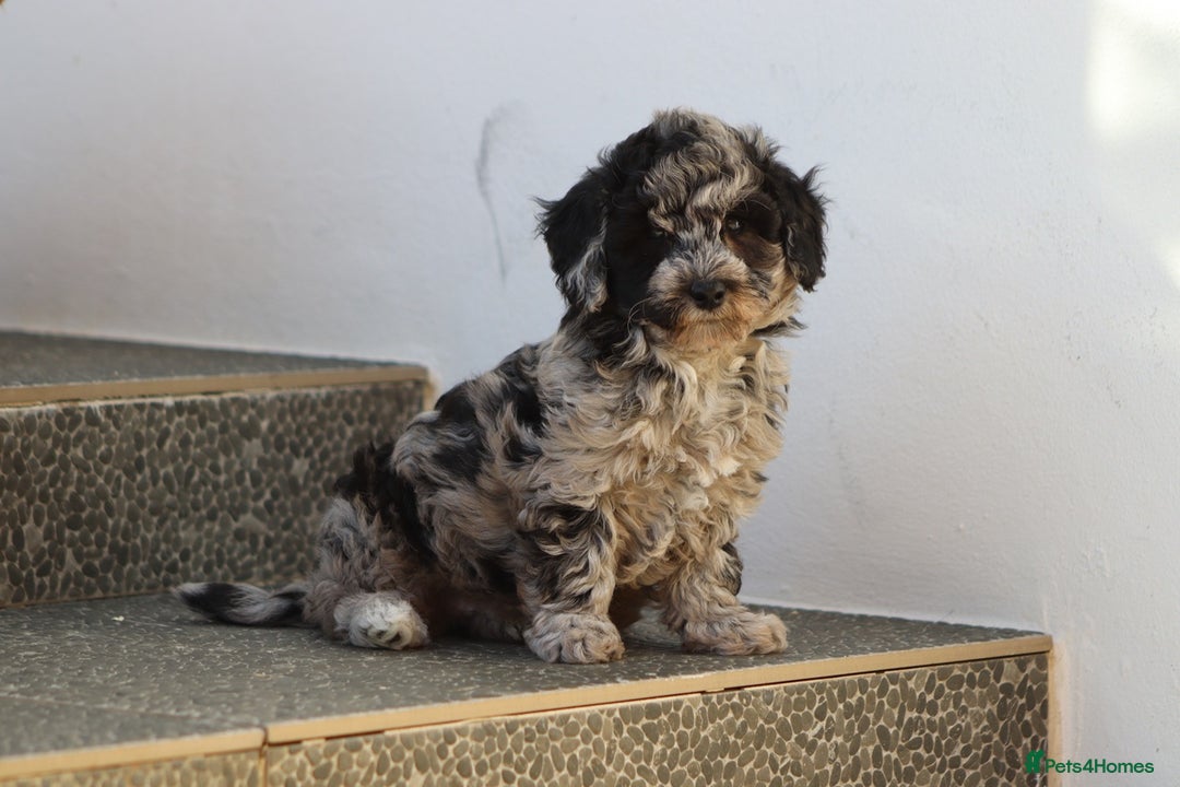 Poochon dogs for sale: F1 Poochon puppies For Sale  - Image 8