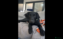 Flat coated Retriever dogs for sale: Beautiful Labrador retriever flatcoat gundog pups  in Haywards Heath - Image 16
