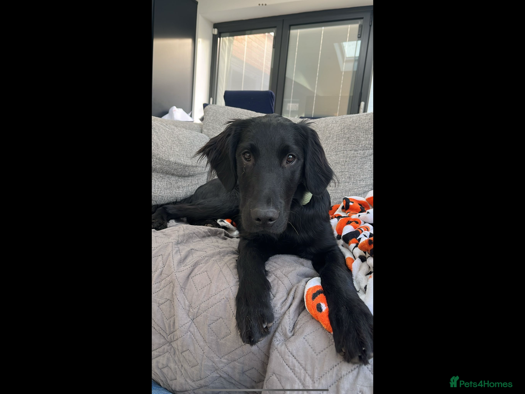 Flat coated Retriever dogs for sale: Beautiful Labrador retriever flatcoat gundog pups  in Haywards Heath - Image 16