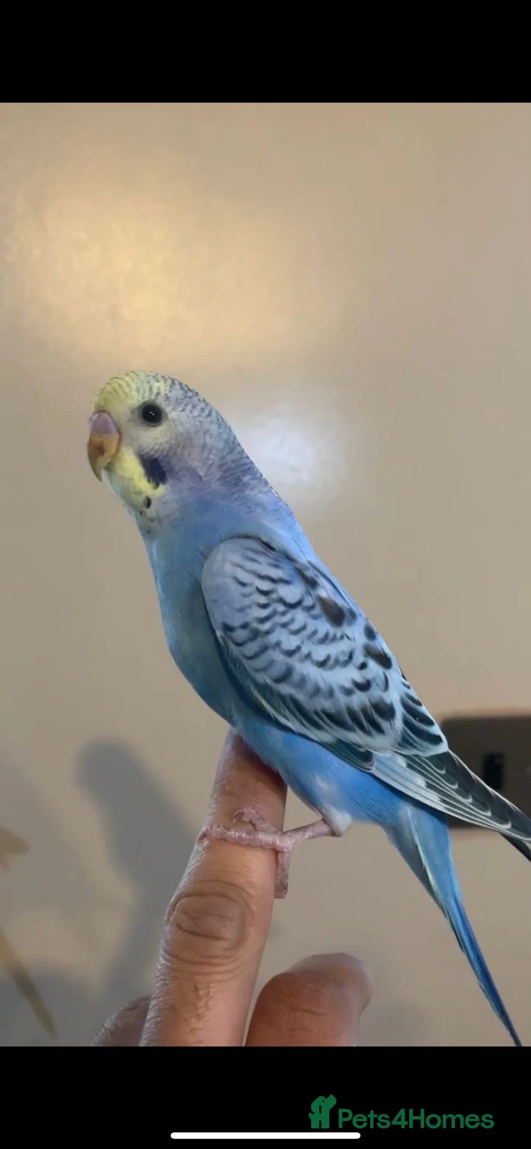Ringnecks birds for sale: Stunning Budgies - Advert 1