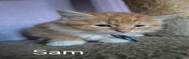 Sam