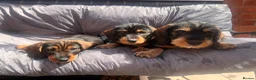Dachshund dogs for sale: READY To LEAVE dachshund  k c wire haired puppy’s  - Advert 1