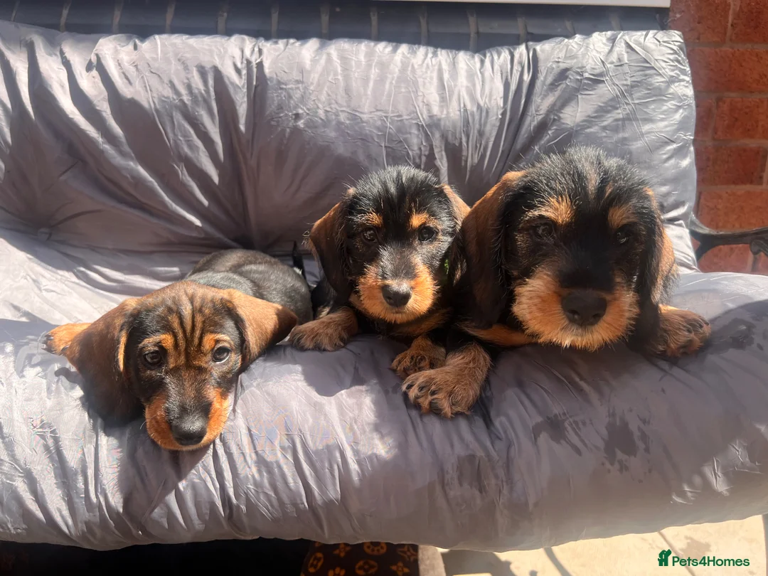 Dachshund dogs for sale: READY To LEAVE dachshund  k c wire haired puppy’s  - Advert 1