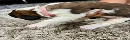 Saint Bernard dogs for sale: Beautiful KC registered show quality Puppies.  - Advert 20
