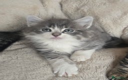 Maine Coon cats for sale: Adorable kittens mixed Maine Coon  - Image 3