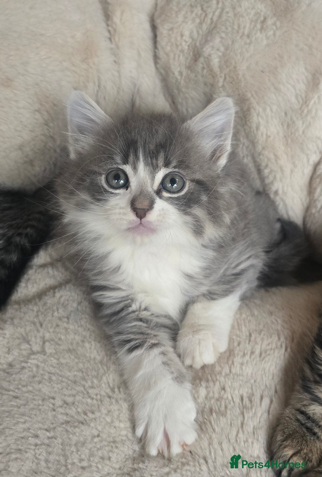 Maine Coon cats for sale: Adorable kittens mixed Maine Coon  - Image 3