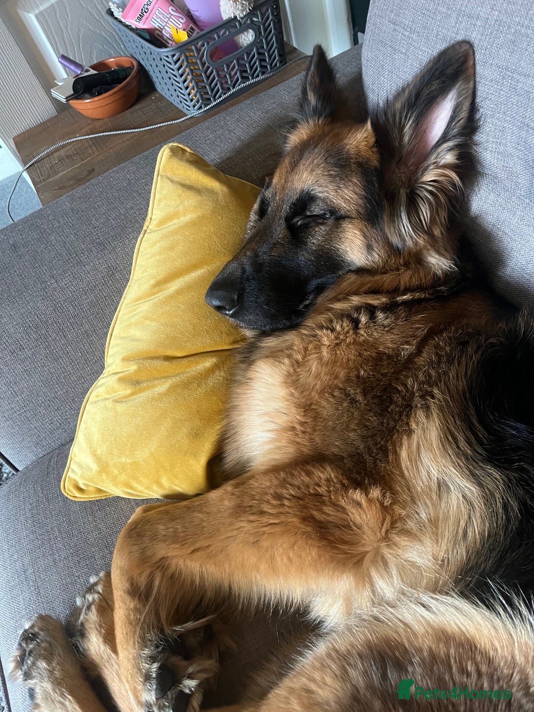 German Shepherd dogs for sale: German shepherd female  - Image 4