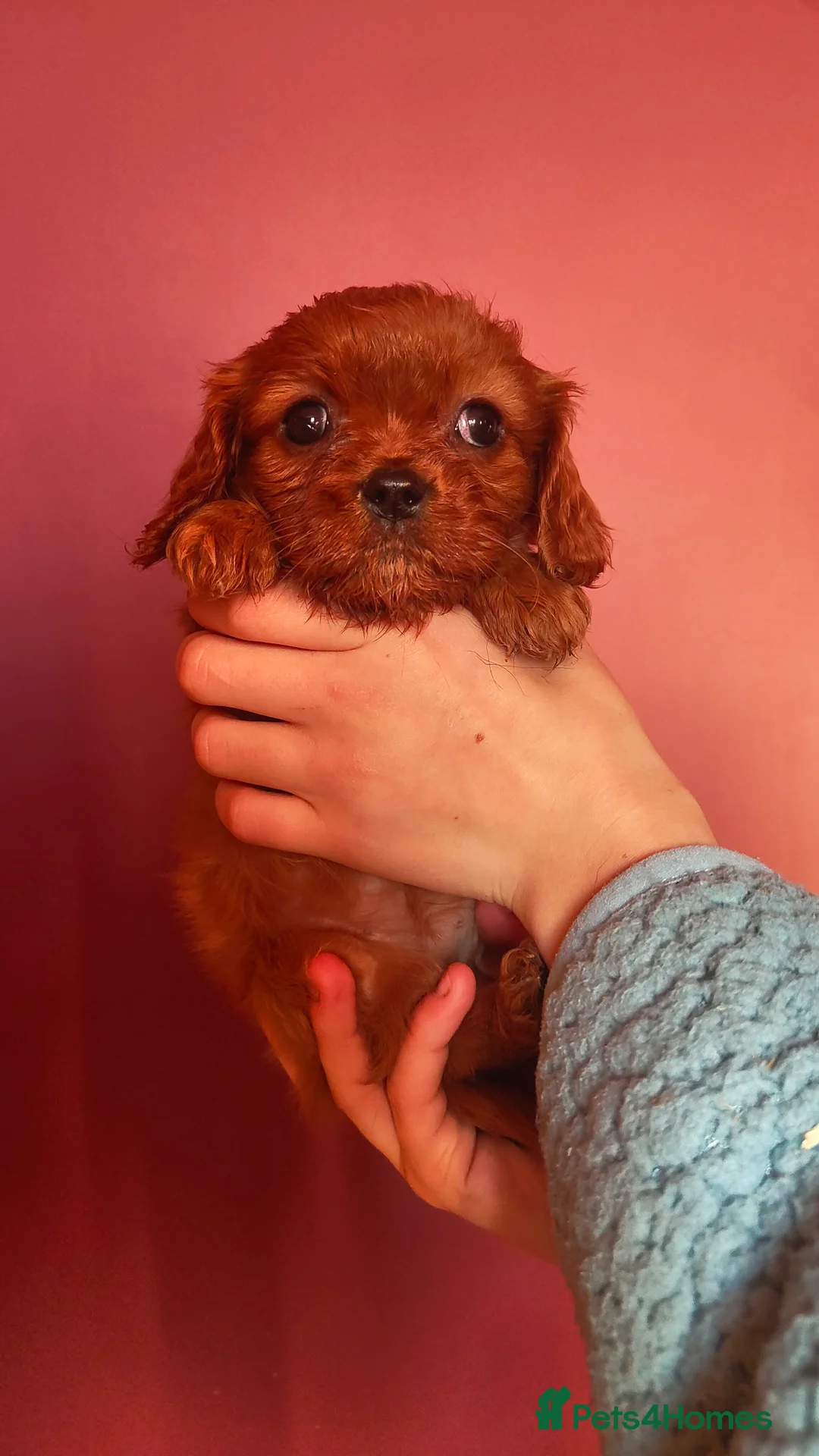Cavalier King Charles Spaniel dogs for sale: Ready to Leave DNA Clear Cavaliers - Advert 10