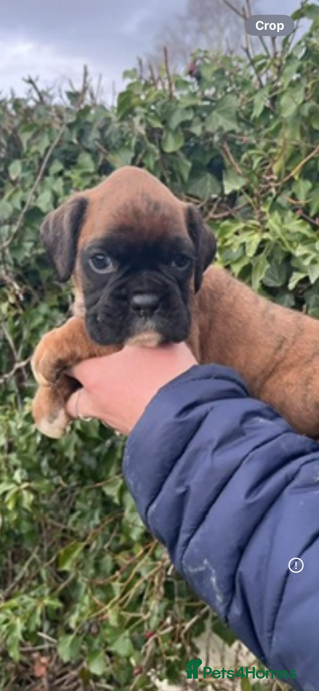 Boxer dogs for sale: Bobtail boxer puppies - Advert 2