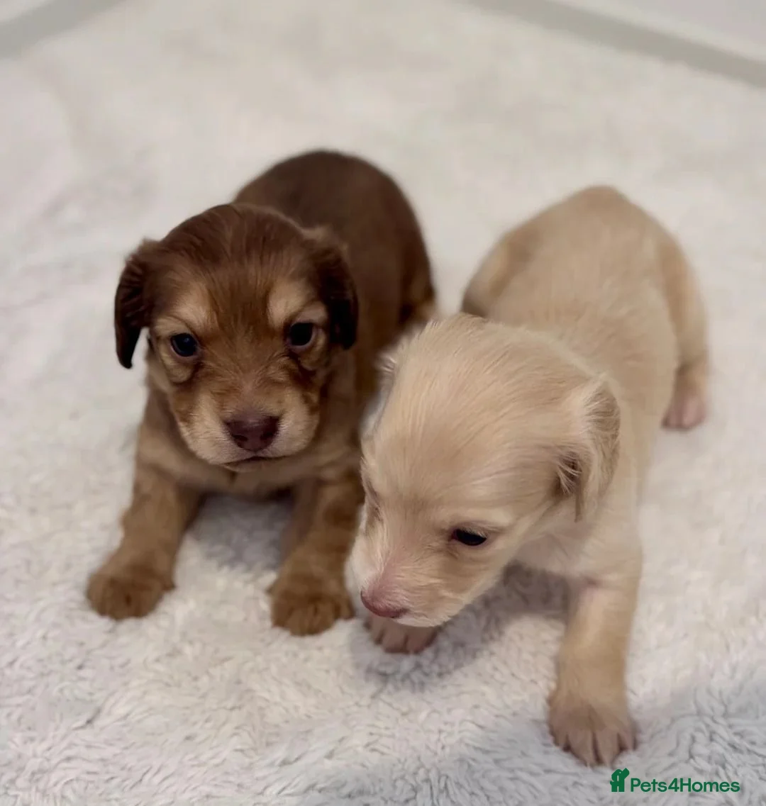 Miniature Dachshund dogs for sale: Cream Long-Haired Miniature Dachshund Puppies! - Advert 10