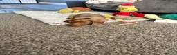 Dachshund dogs for sale: Rabbit miniature dachshund in Chatham - Advert 3