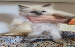 Ragdoll cats for sale: 🐾😺 3 Fluffy Ragdoll Kittens Waiting for You ♥♥♥ - Image 19