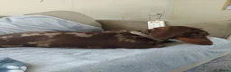 Miniature Dachshund dogs for sale: Beautiful Miniature Dachshund - Advert 3