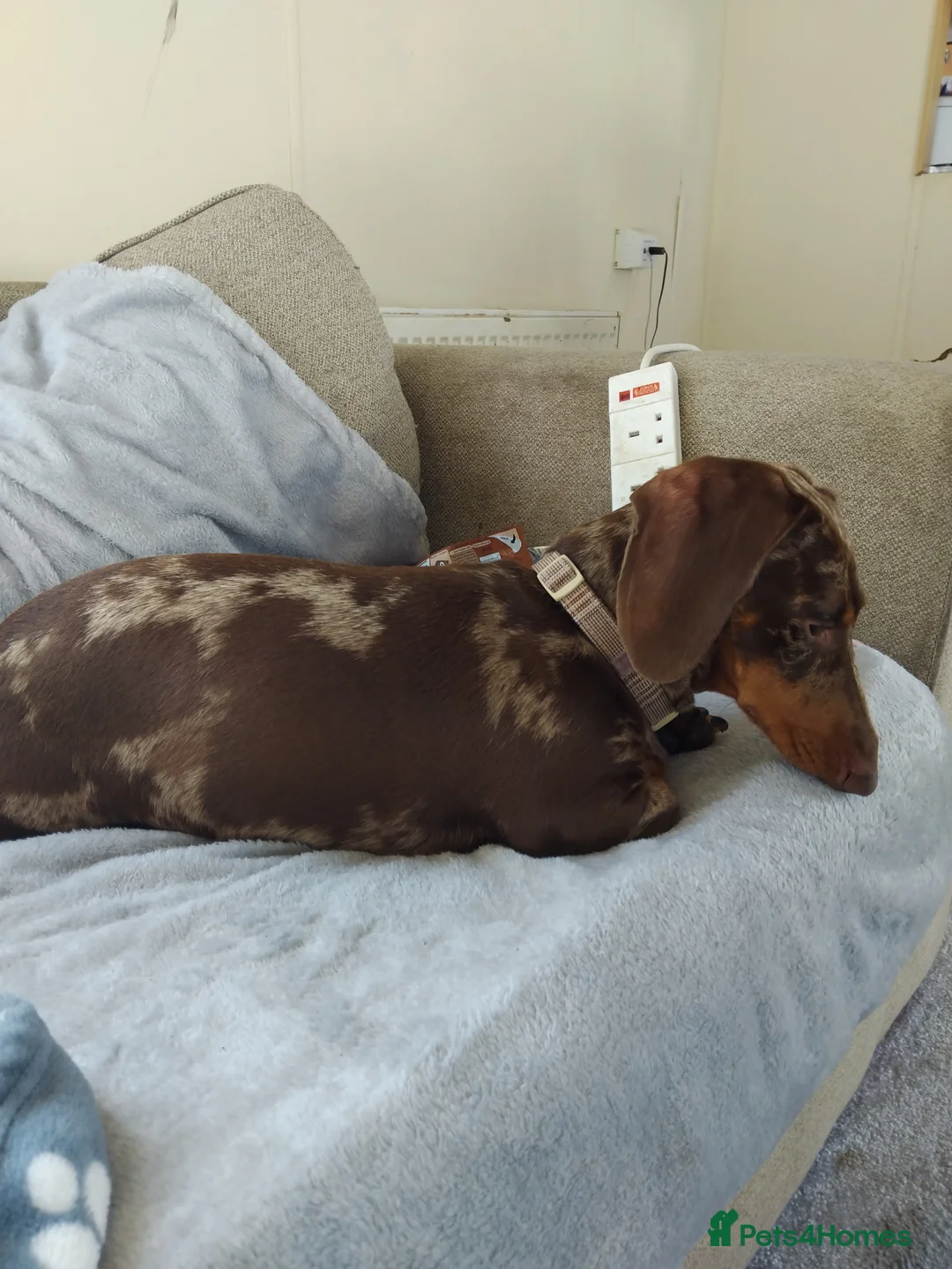 Miniature Dachshund dogs for sale: Beautiful Miniature Dachshund - Advert 3