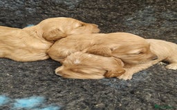 Goldendoodle dogs for sale: Miniature Goldendooles - Image 8