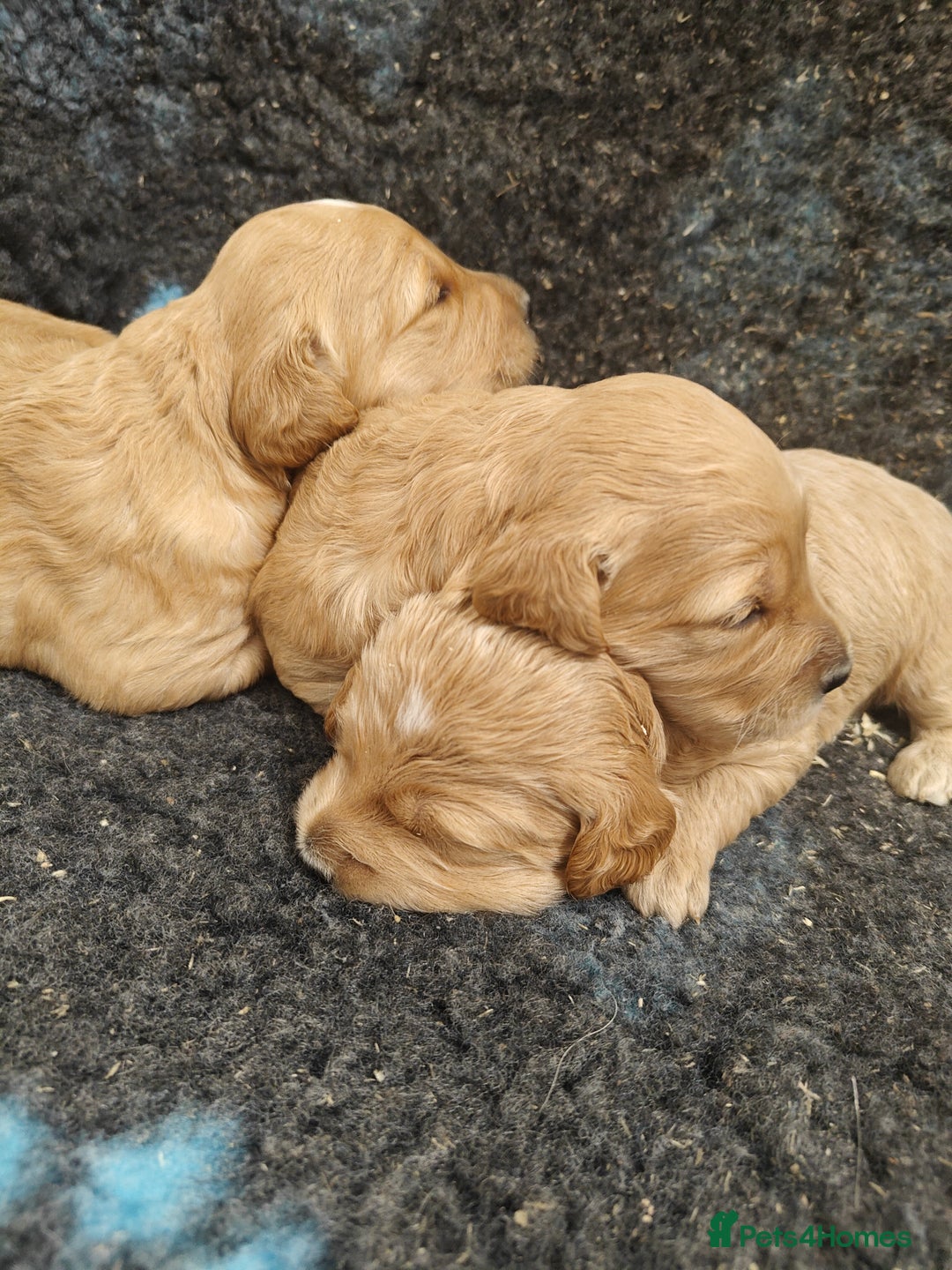 Goldendoodle dogs for sale: Miniature Goldendooles - Image 8