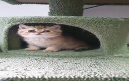 British Shorthair cats for sale: Stunning GCCF British Shorthair Kittens. - Image 22