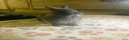 Netherland Dwarf rabbits for sale: blue otter Netherland dwarf does - Advert 16