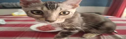 Bengal cats for sale: Outstanding Bengal Kittens TICA - Advert 7