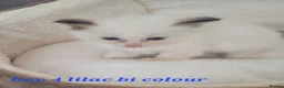 Ragdoll cats for sale: 5 Ragdoll kittens available 27/7/26 - Advert 8
