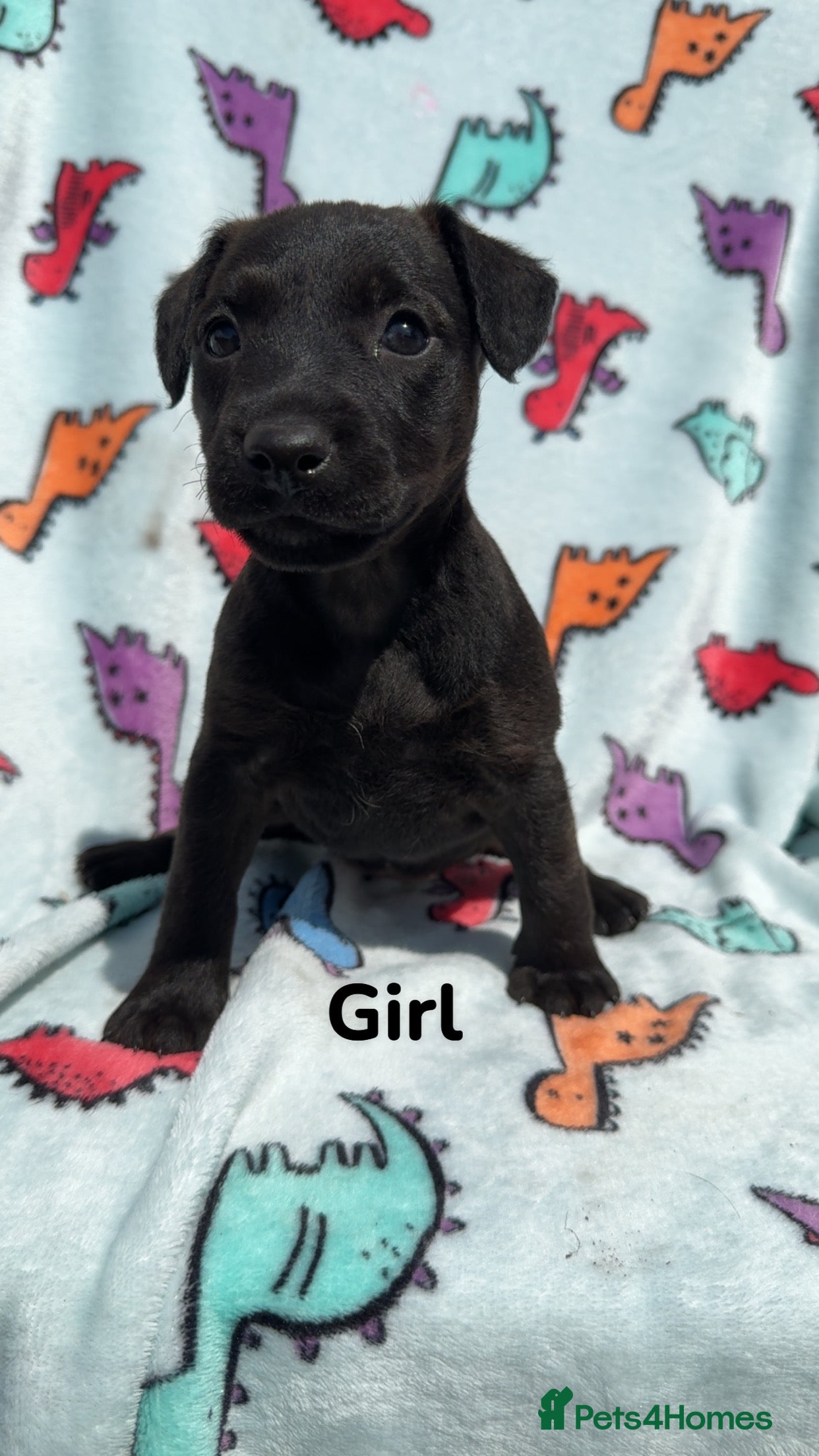 Patterdale Terrier dogs Patterdale Terrier puppies - Advert 7